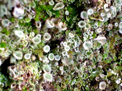 Cladonia fimbriata lichen close up, Dehesa Boyal de Puertollano, Spain photo
