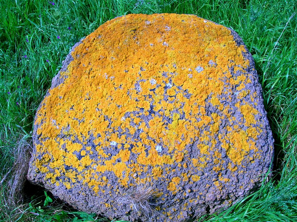 The lichen Caloplaca marina at Ardrossan North Beach, Ayrshire, Scotland.