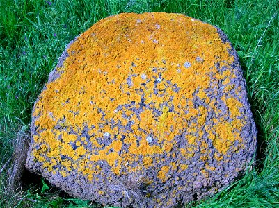 The lichen Caloplaca marina at Ardrossan North Beach, Ayrshire, Scotland.