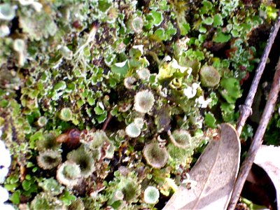 Cladonia fimbriata lichen close up, Dehesa Boyal de Puertollano, Spain