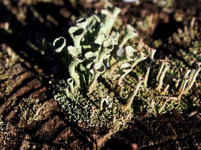 Trumpet Lichen (Cladonia fimbriata)