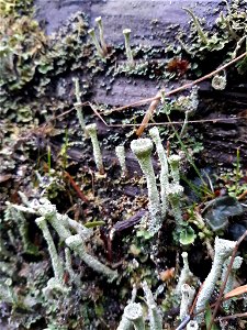 Trumpet Lichen (Cladonia fimbriata) photo