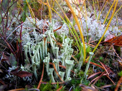 Trumpet Lichen (Cladonia fimbriata) photo