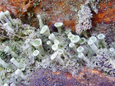 Cladonia fimbriata, Porsmellec (Quimper, Finistère, Bretagne, france)