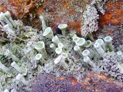 Cladonia fimbriata, Porsmellec (Quimper, Finistère, Bretagne, france) photo