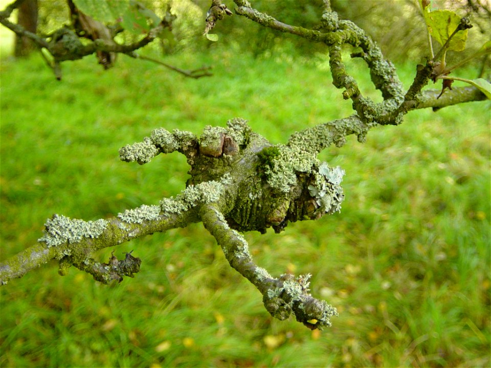 apple tree, branch(es) with canker