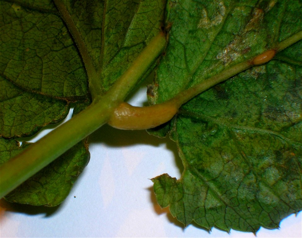 Protomyces macrosporus gall as seen on the lower surface of Aegopodium podagraria. Spier's, Beith, Ayrshire, Scotland.