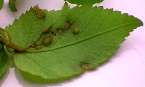 Protomyces macrosporus gall as seen on the lower surface of Aegopodium podagraria. Spier's, Beith, Ayrshire, Scotland. photo