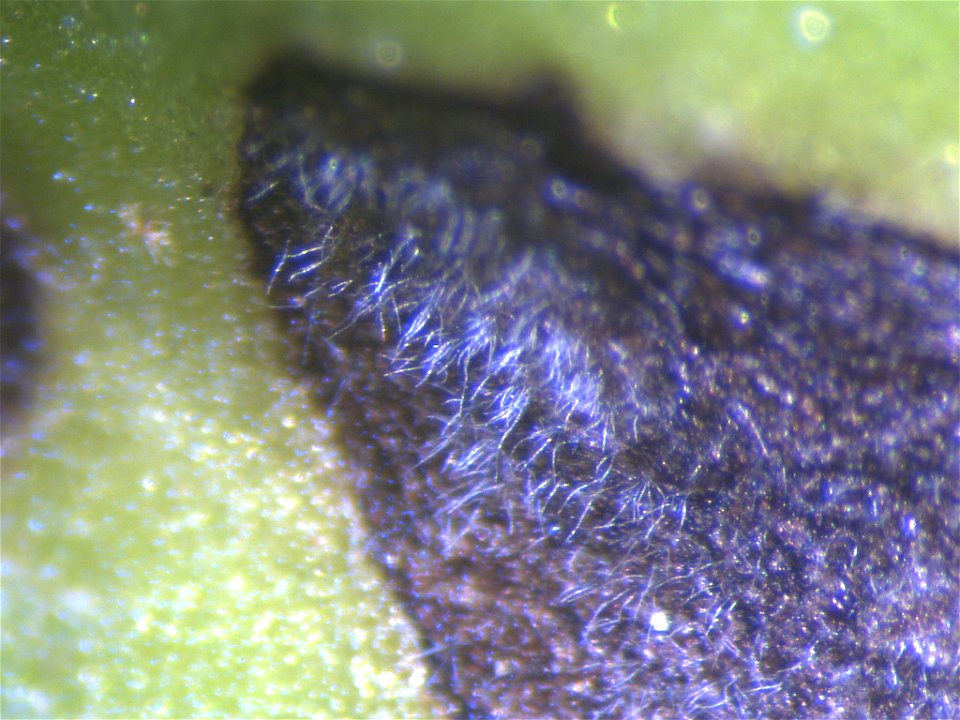 Pathogen: Cercospora beticola
After 22 hours of incubation in high humidity, the lesions sporulated profusely. The conidia (spores) appear long and slivery in this light, as a stubble of grey whiskers