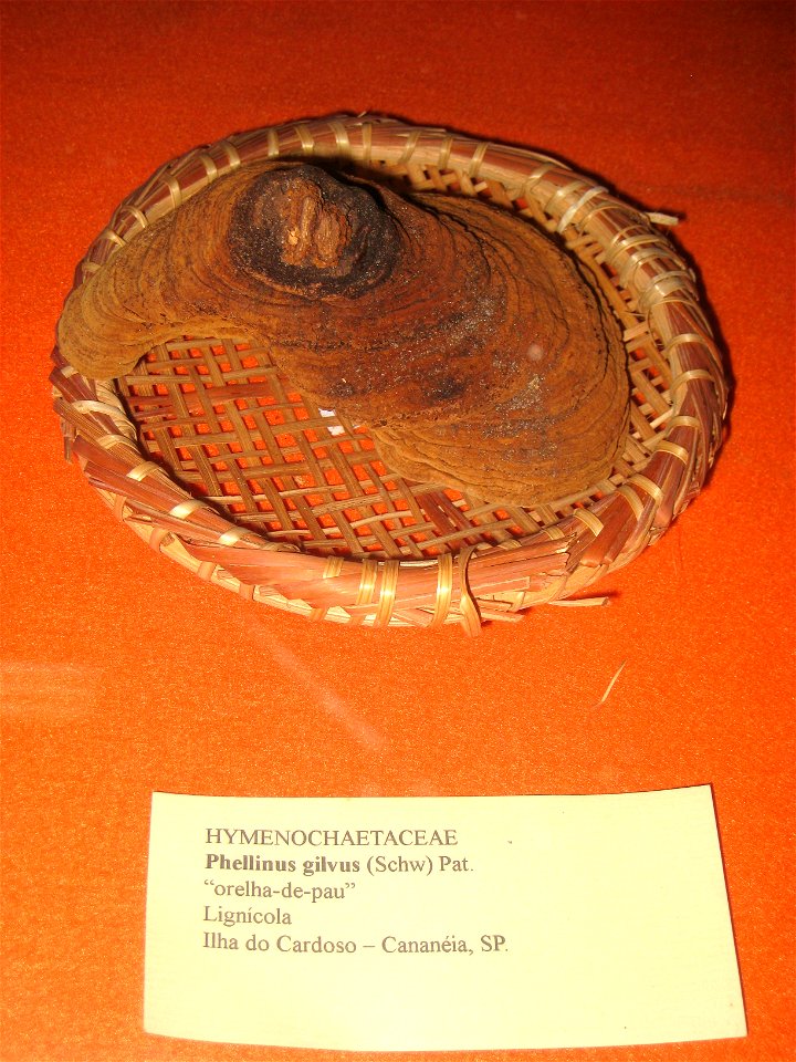 Phellinus gilvus specimen in the Museu Botânico Dr. João Barbosa Rodrigues, Jardim Botânico de São Paulo, São Paulo City, SP, Brazil.