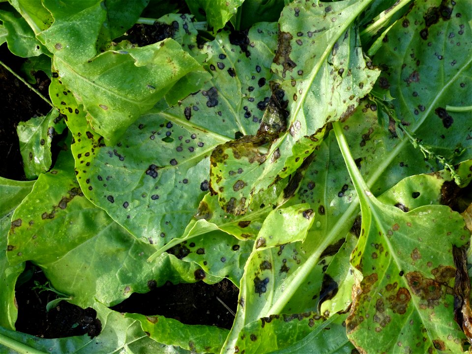 Pathogen: Cercospora beticola
