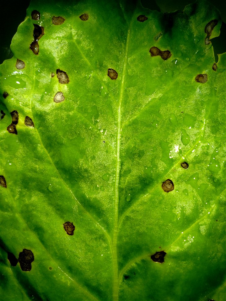 Pathogen: Cercospora beticola