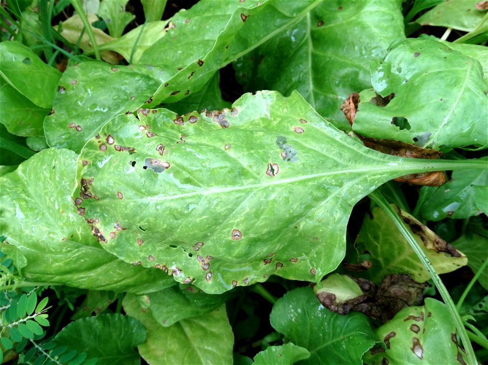 Pathogen: Cercospora beticola