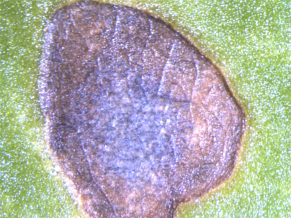 Pathogen: Cercospora beticola
After 22 hours of incubation in high humidity, the lesions sporulated profusely. The conidia (spores) appear long and slivery in this light, as a stubble of grey whiskers