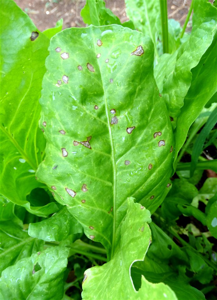 Pathogen: Cercospora beticola