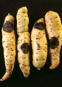 Ceratocystis black rot of sweetpotato.