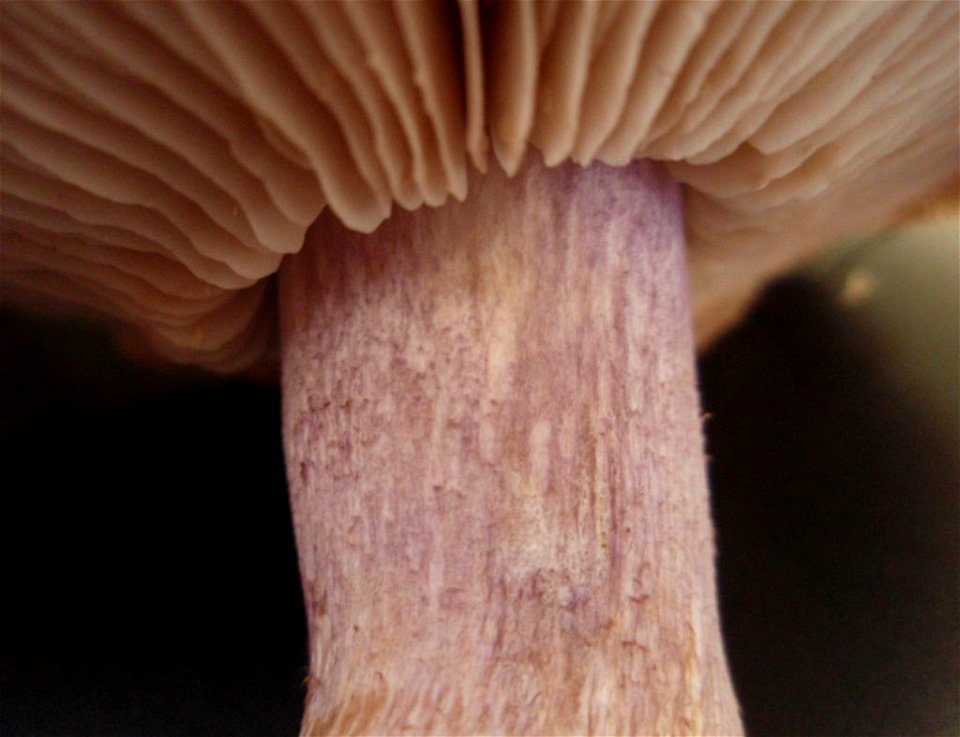 Lepista personataČeština:  Čirůvka dvoubarvá, detail třeňě