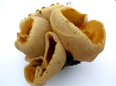 Peziza cerea, an Ascomycete 'Cup Fungus' from Eglinton, North Ayrshire, Scotland.