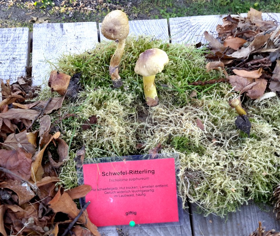 Gemeiner Schwefel-Ritterling (Giftpilz) bei der Pilzausstellung Rostock am 27. September 2015.