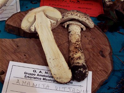 Fungo Amanita vittadinii