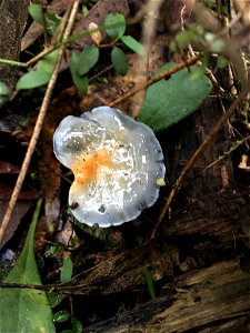 elegant blue webcap (Cortinarius rotundisporus) photo