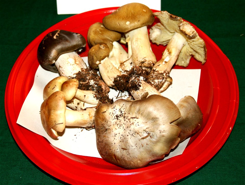 Tricholoma saponaceum at the 12-th countrywide mushroom exhibition 2008, Žofín, Prague, Czech Republic
