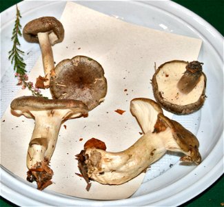 Lactarius blennius on Prague international mushroom exhibition 2008, Czech Republic
