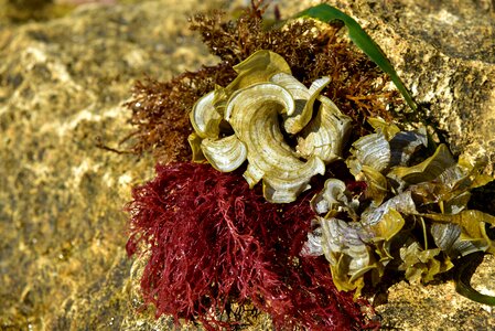 Sea beach nature