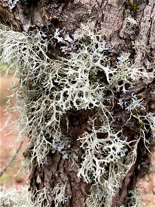 Farinose Cartilage Lichen (Ramalina farinacea)