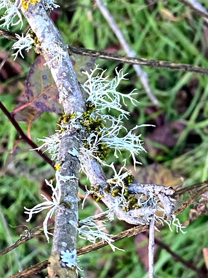 Farinose Cartilage Lichen (Ramalina farinacea)