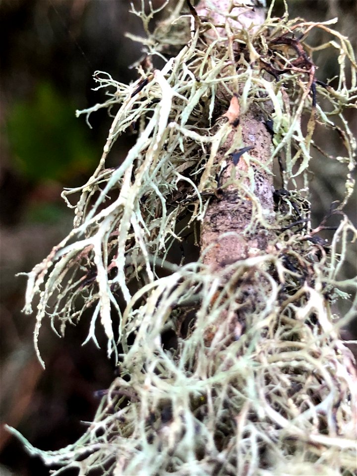 Farinose Cartilage Lichen (Ramalina farinacea)