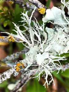 Farinose Cartilage Lichen (Ramalina farinacea) photo