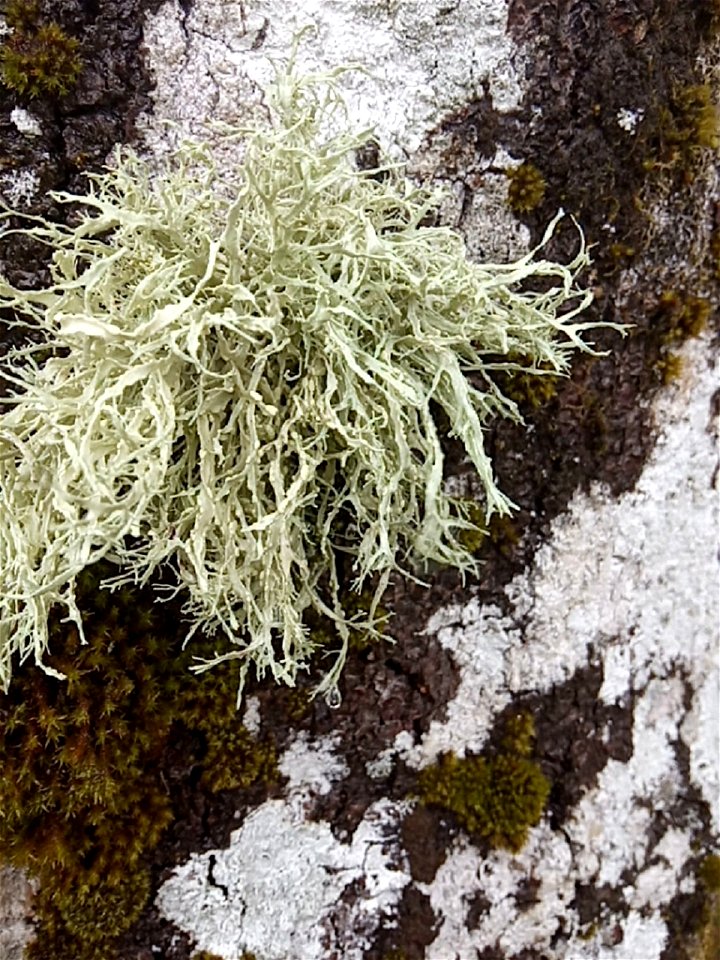 Farinose Cartilage Lichen (Ramalina farinacea)