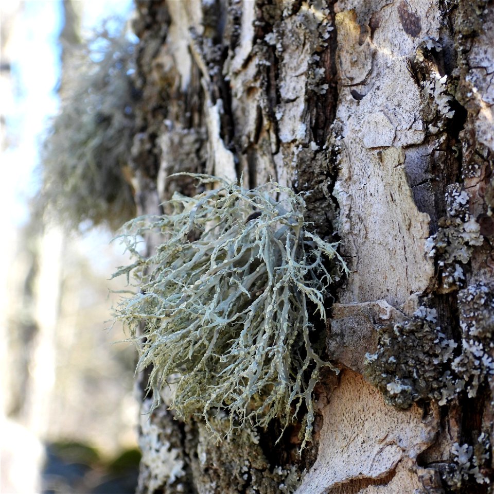 Farinose Cartilage Lichen (Ramalina farinacea) photo