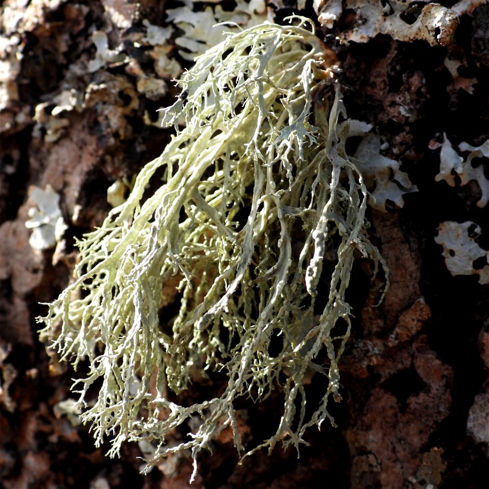 Farinose Cartilage Lichen (Ramalina farinacea) photo