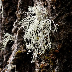 Farinose Cartilage Lichen (Ramalina farinacea) photo