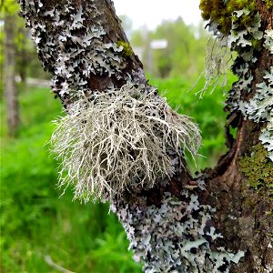 Farinose Cartilage Lichen (Ramalina farinacea)