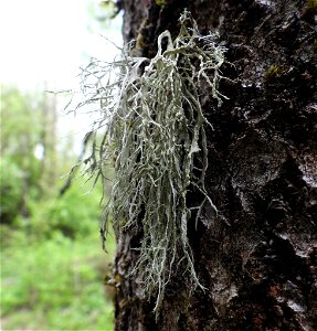 Farinose Cartilage Lichen (Ramalina farinacea) photo