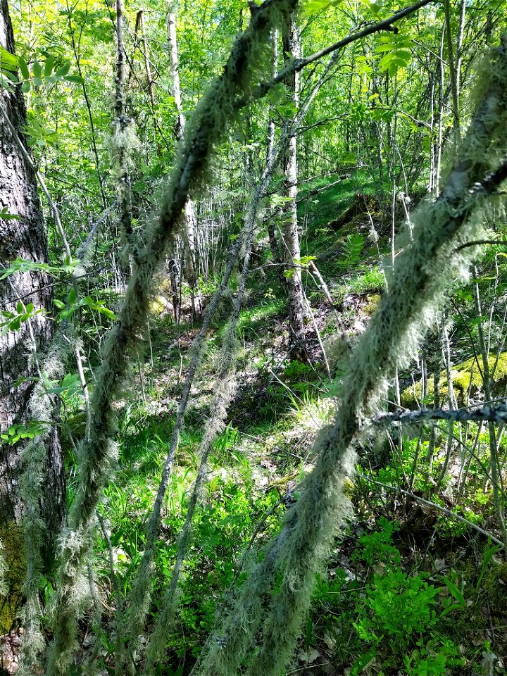 Farinose Cartilage Lichen (Ramalina farinacea) photo