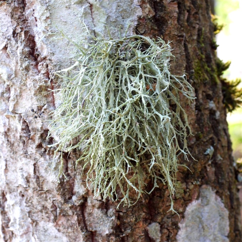 Farinose Cartilage Lichen (Ramalina farinacea) photo