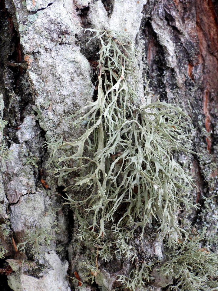 Farinose Cartilage Lichen (Ramalina farinacea) photo