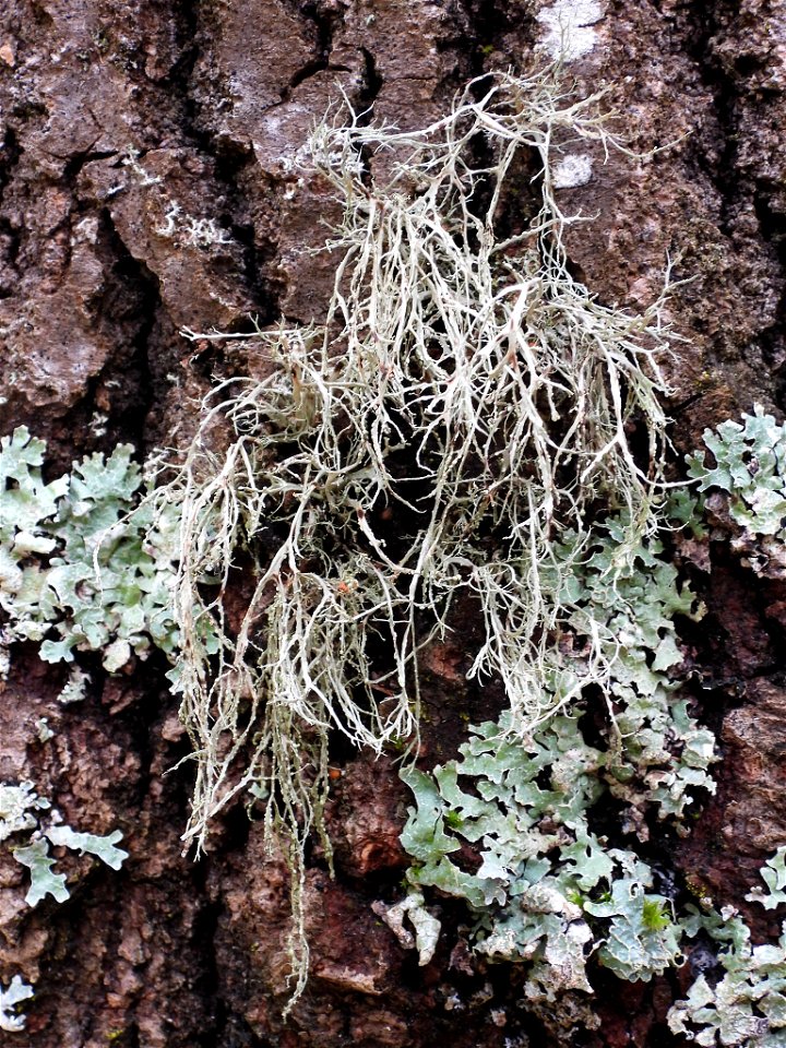 Farinose Cartilage Lichen (Ramalina farinacea)