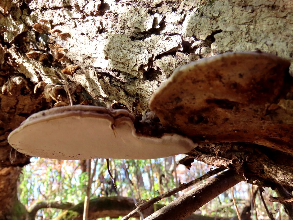 Ganoderma megaloma photo