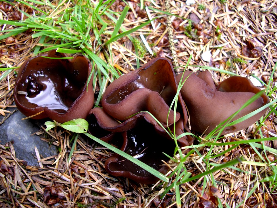 Peziza badia found in Wales