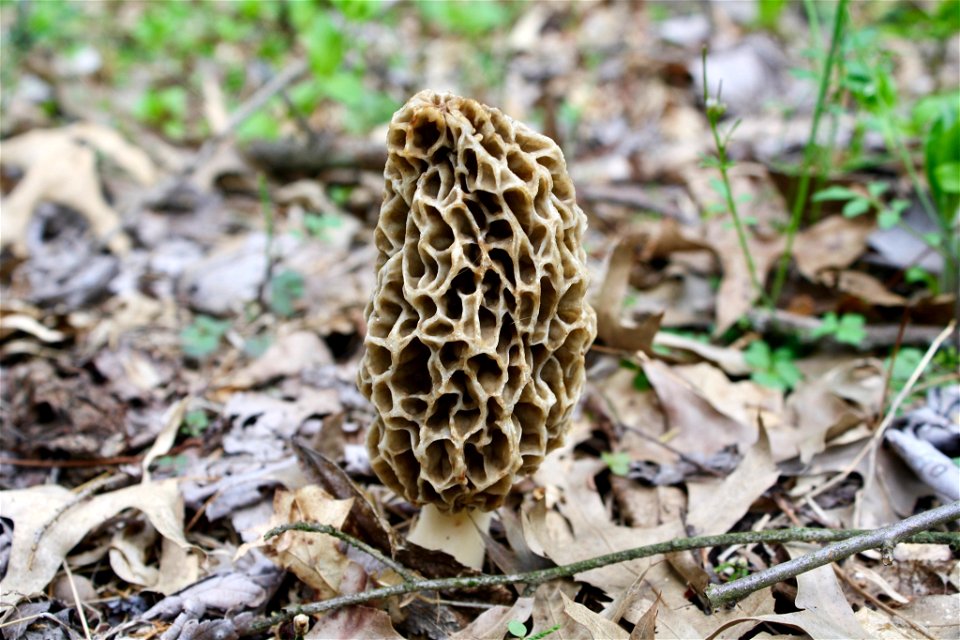 white morel (Morchella americana)