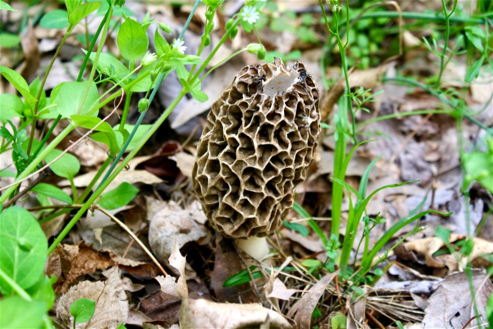 white morel (Morchella americana)