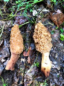 white morel (Morchella americana) photo