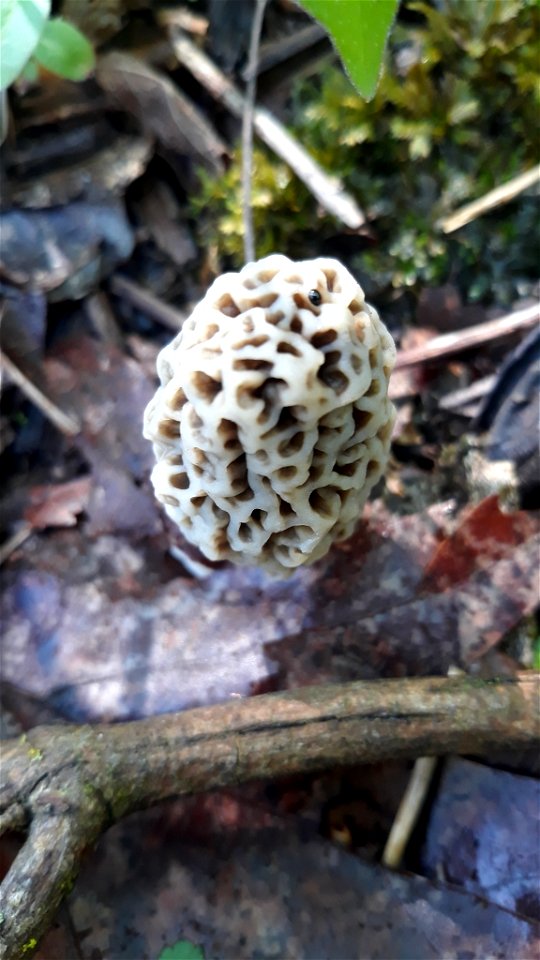 white morel (Morchella americana)