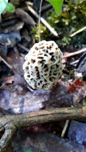 white morel (Morchella americana) photo