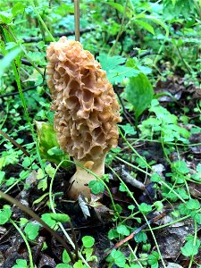 white morel (Morchella americana) photo